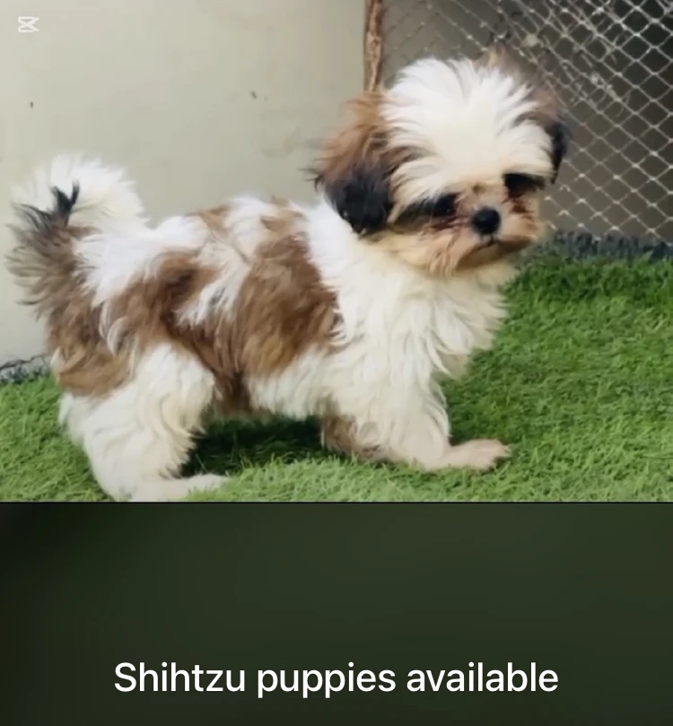 Shih tzu puppies available