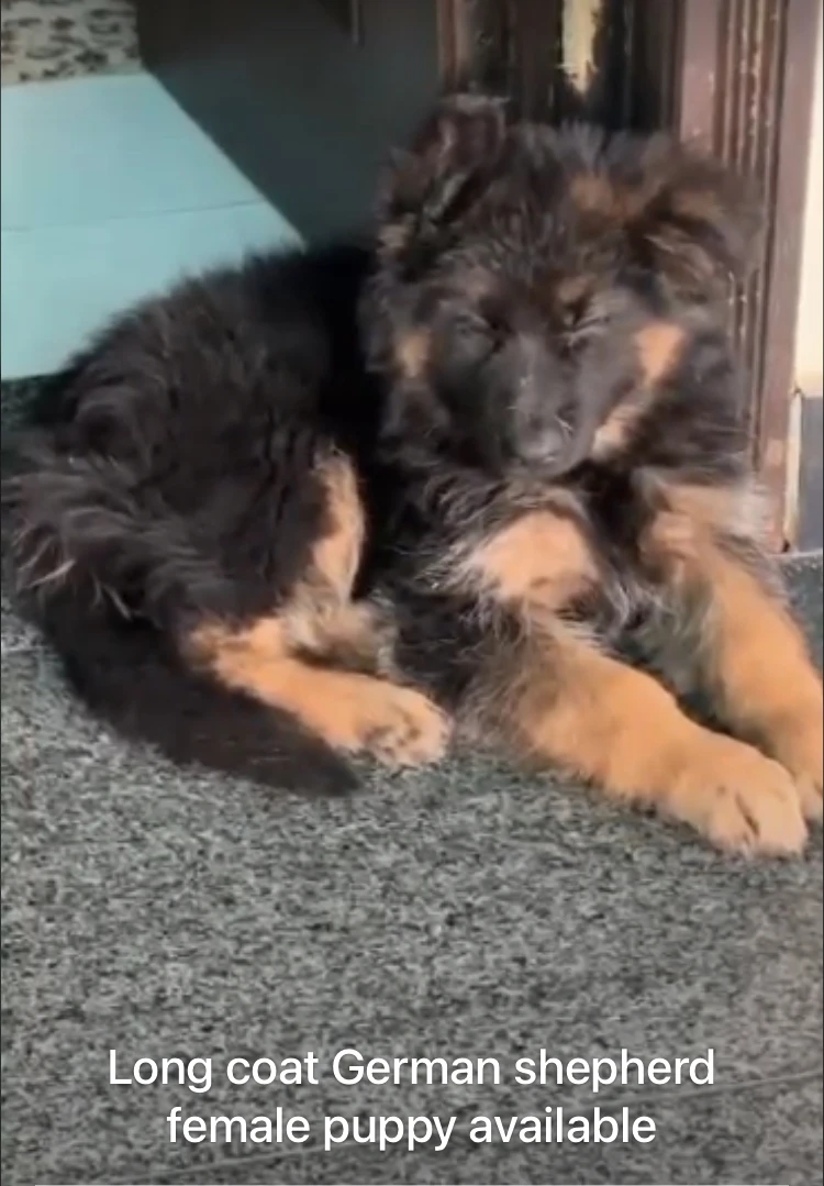 German shepherd puppies available for new home