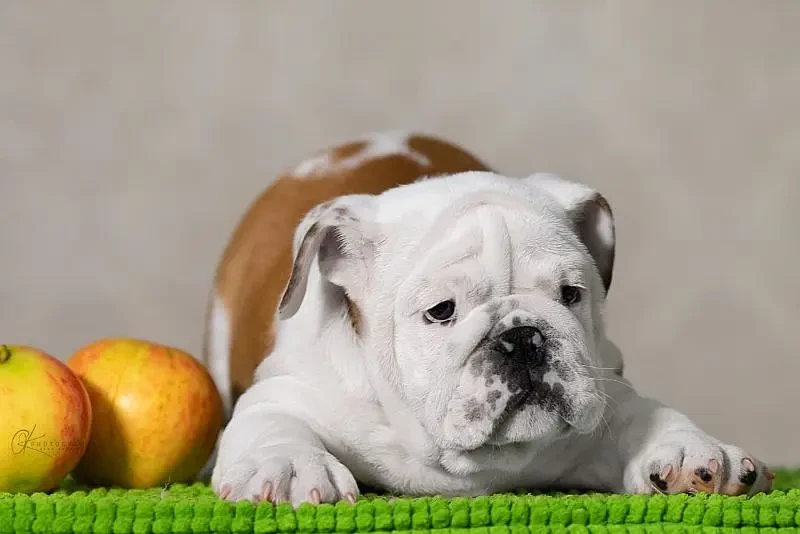 Imported british bulldog puppies available for booking