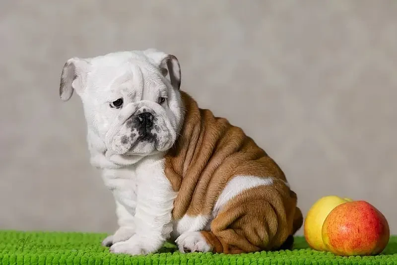 Imported british bulldog puppies available for booking