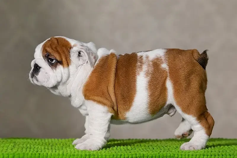 Imported british bulldog puppies available for booking