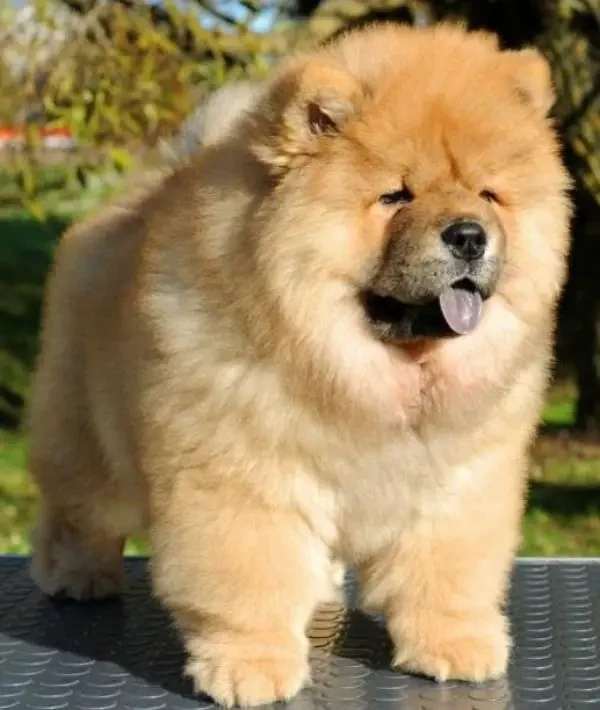 IMPORTED CHOW CHOW PUPPY AVAILABLE FOR SALE