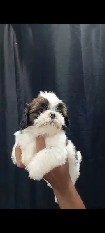 Imported Shihtzu puppy available for sale