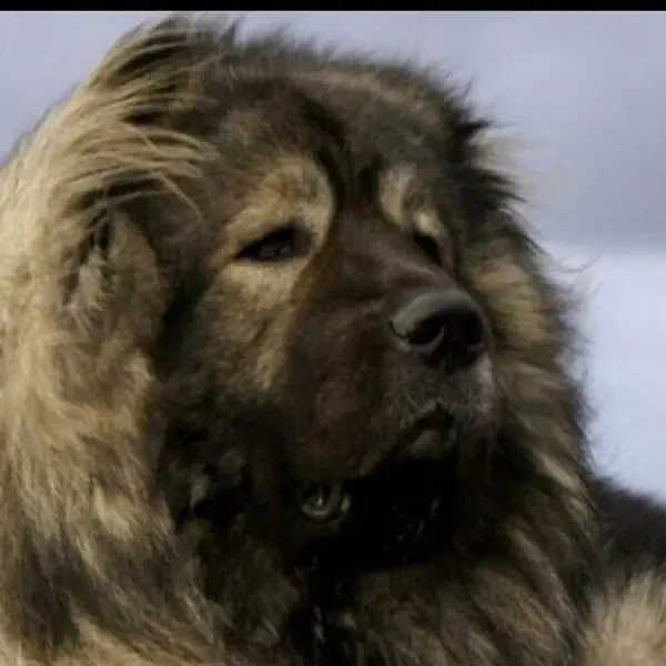 Imported Caucasian Shepherd puppies available for booking