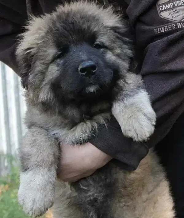 Imported Caucasian Shepherd puppies available for booking