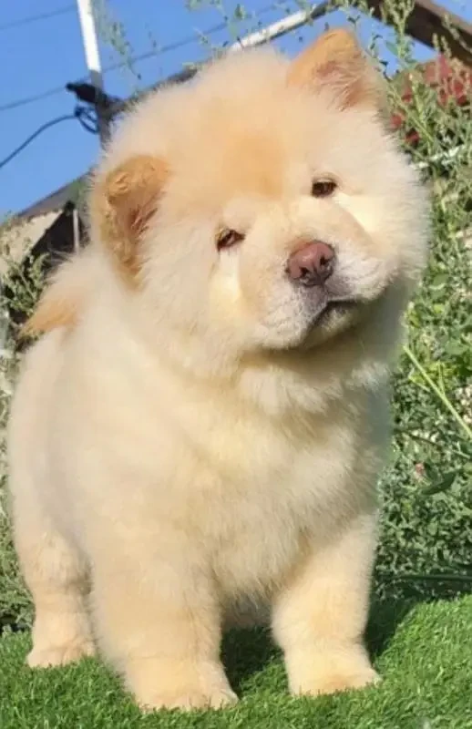 Chow Chow puppies available