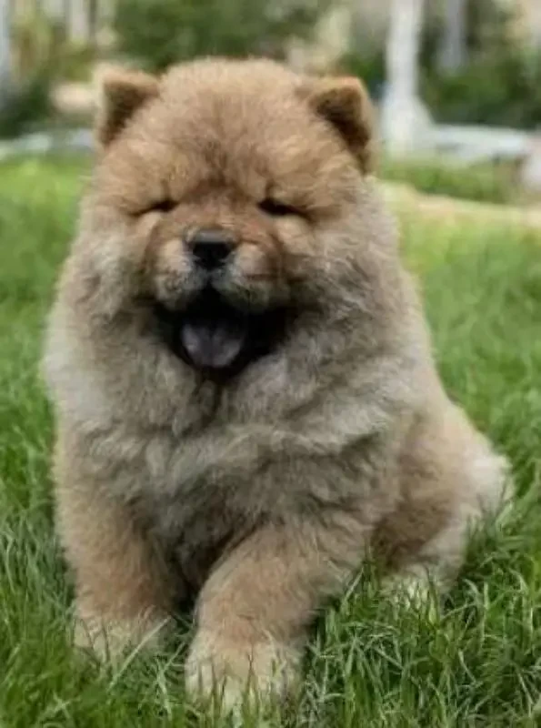 Chow Chow puppies available