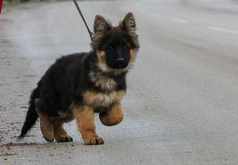 German Shepherd Puppy’s