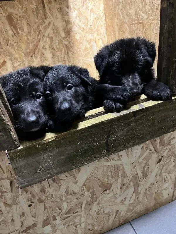 German Shepherd Puppy’s