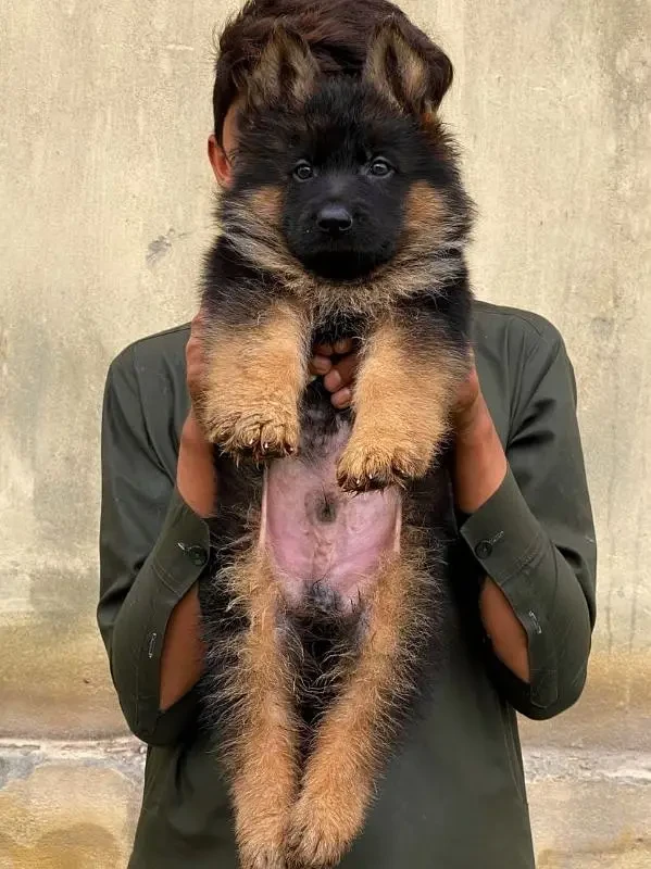 German Shepherd Puppy’s