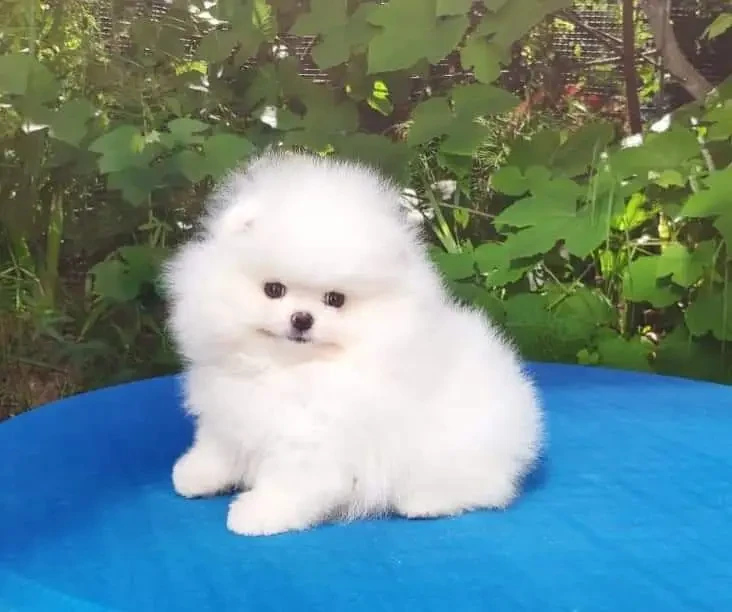 Pomeranian available