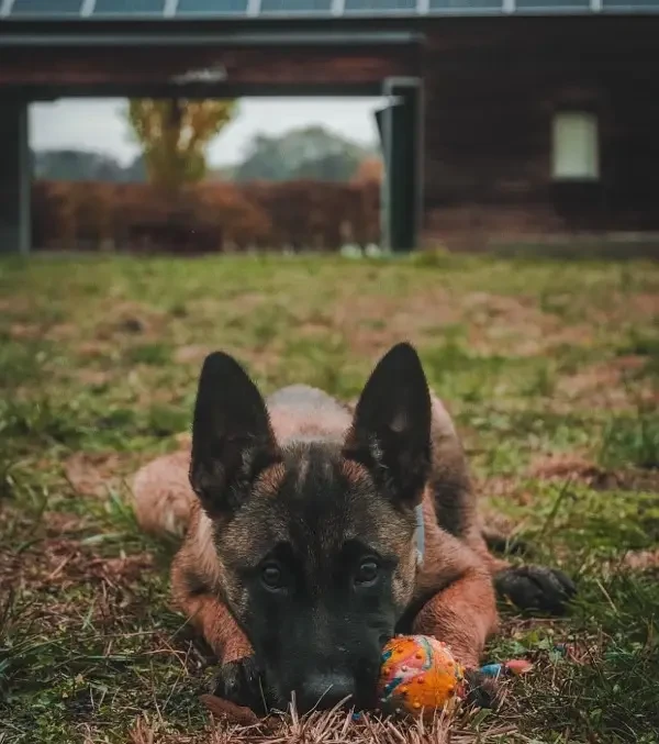 imported Belgian Malinois male puppy-Image 2