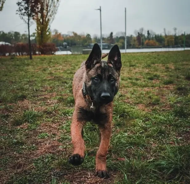 imported Belgian Malinois male puppy-Image 3