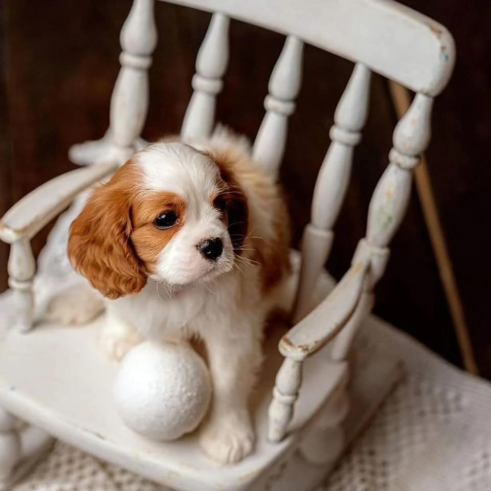 cavalier king charles spaniel