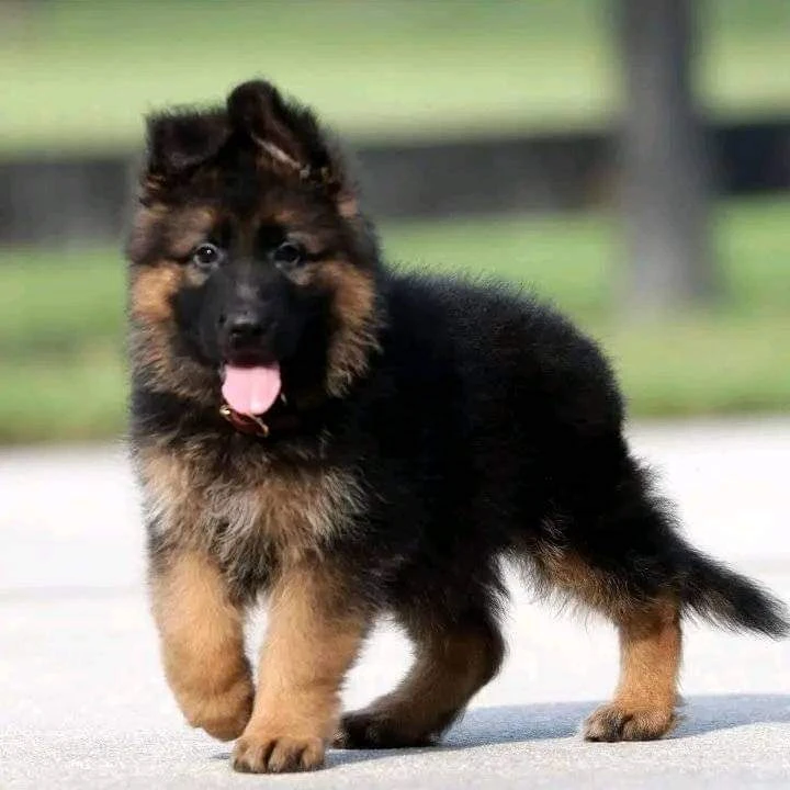 German shepherd puppies-Image 2