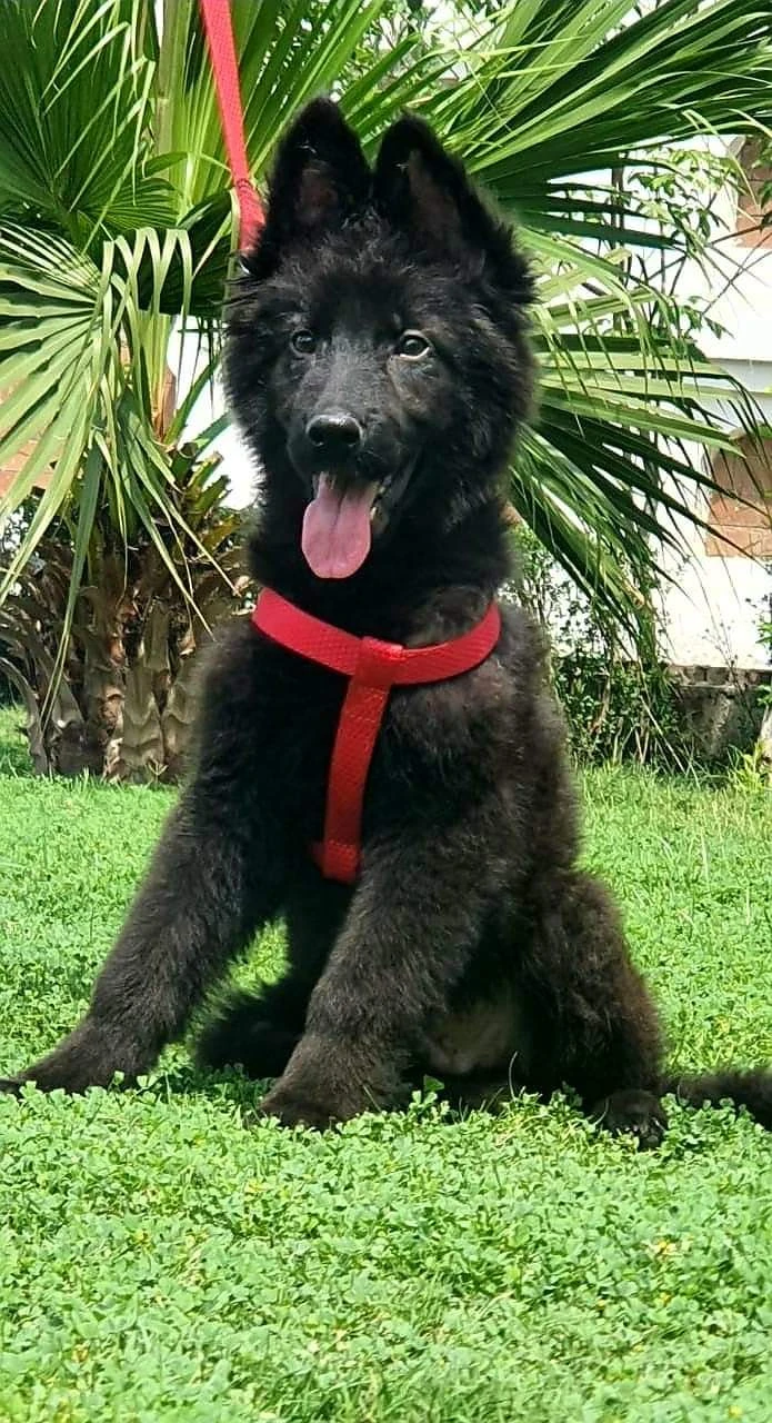 Black shepherd puppies-Image 2