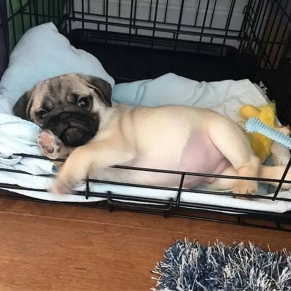 Pug  available