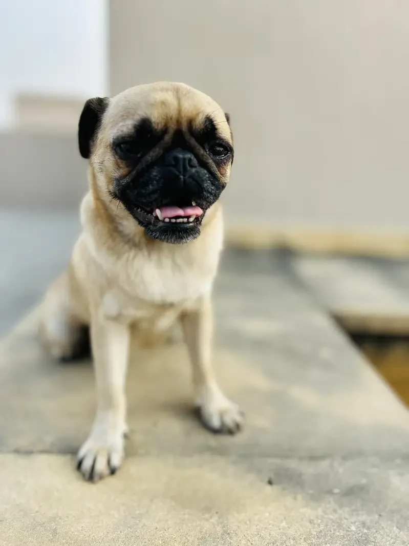 Pug available