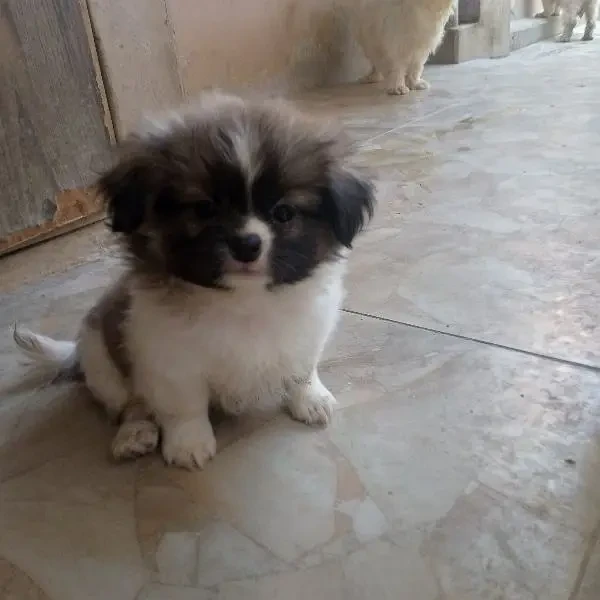 Shih Tzu puppies available