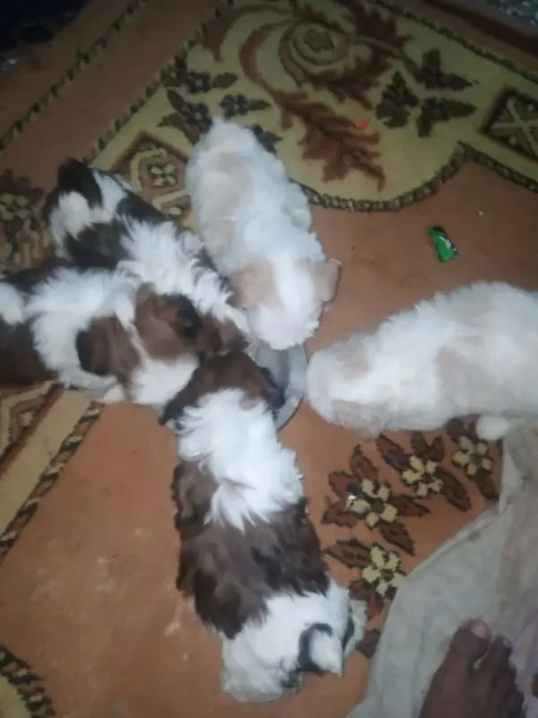 Shih Tzu puppies available