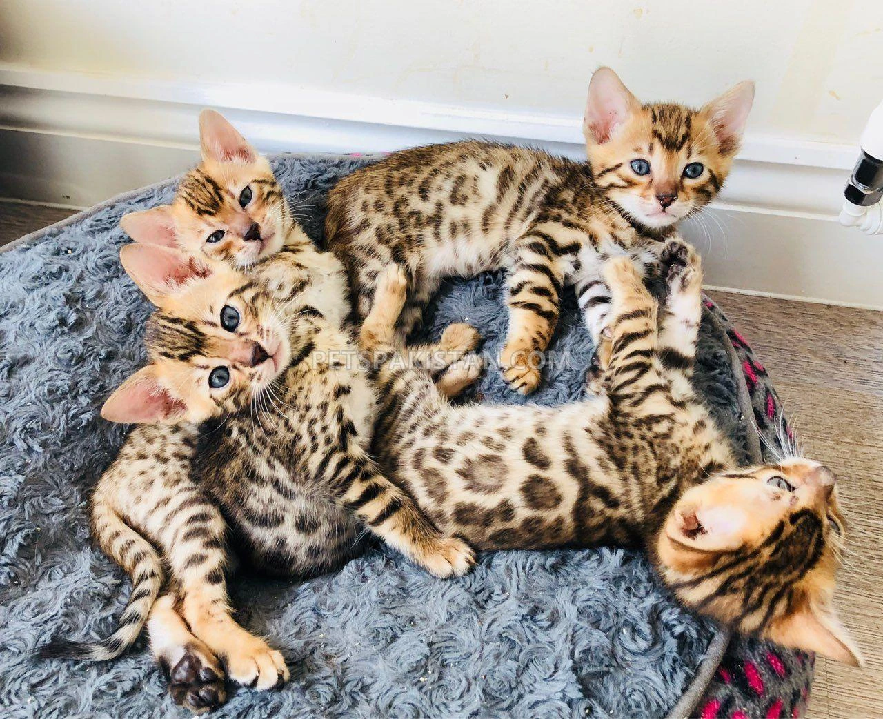 Bengal cats available