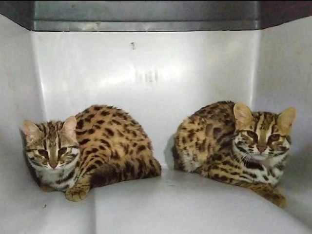 Bengal Cat available