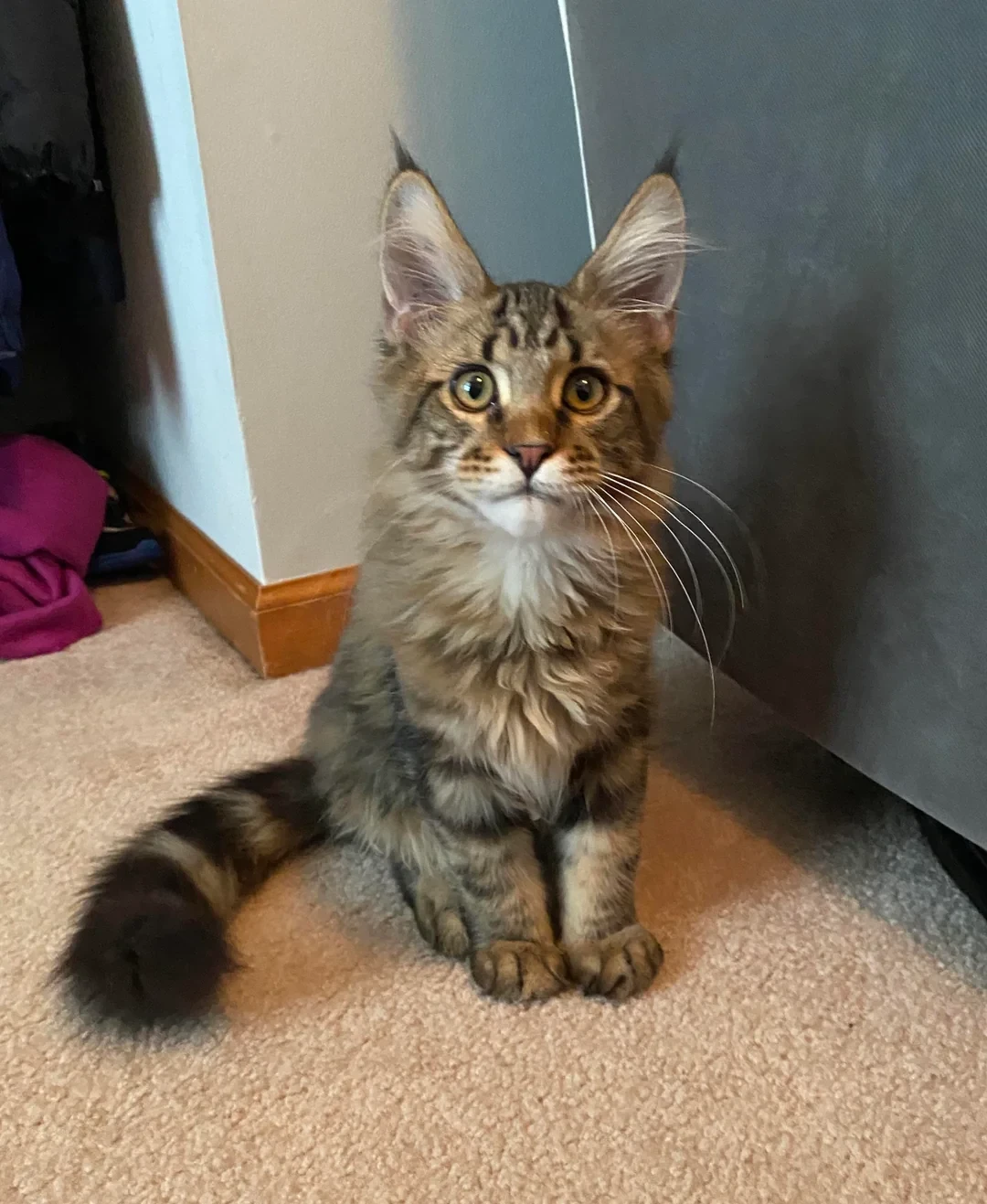 Maine coon available