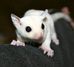 Albino Sugar Glider available