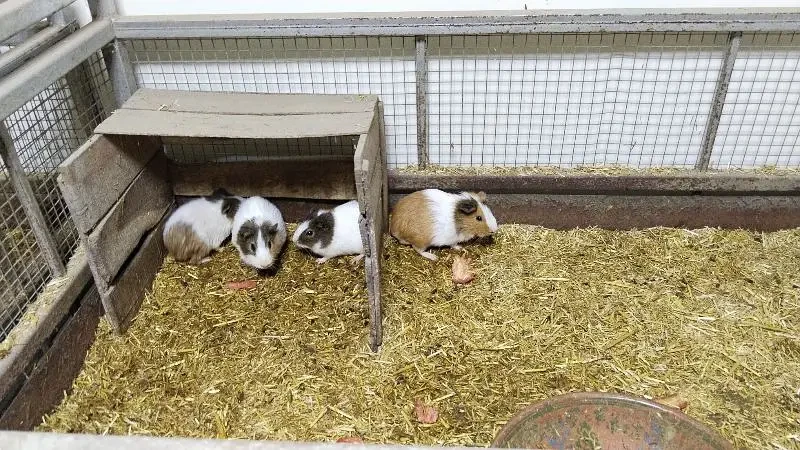 Guinea Pig available