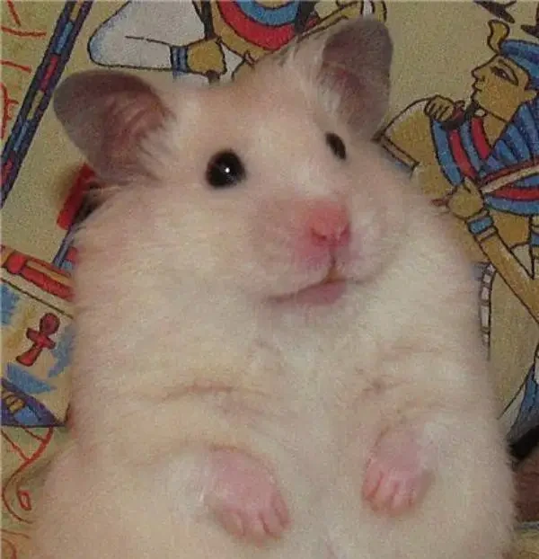 Hamsters available