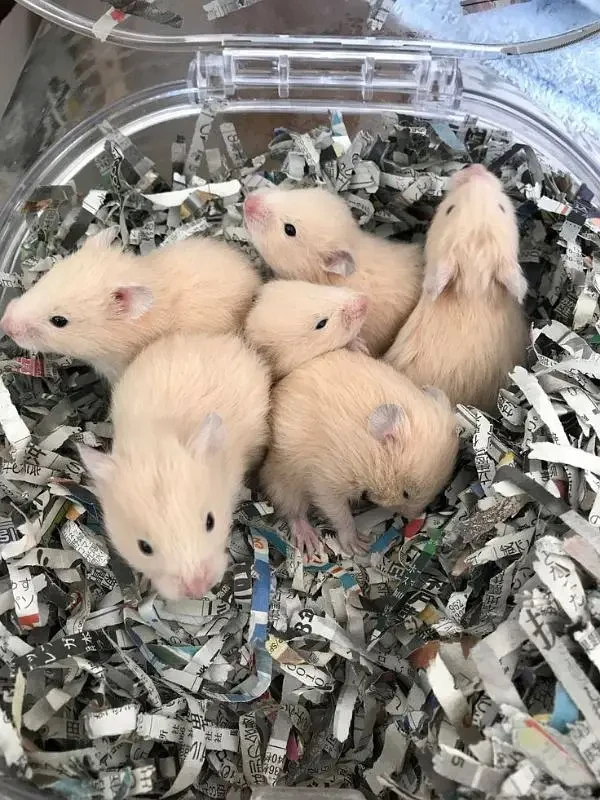 Hamster's available