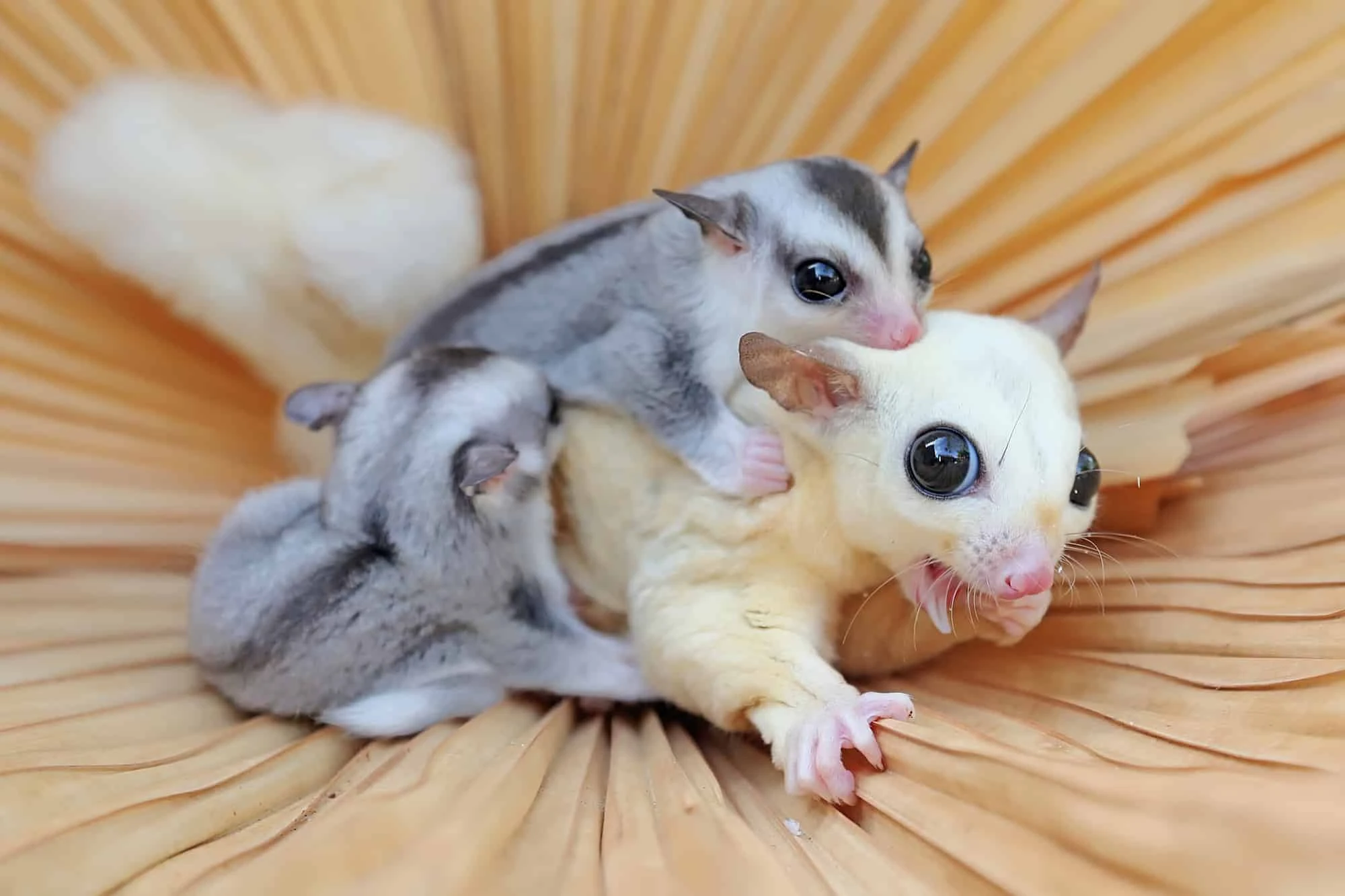 Suger Glider available