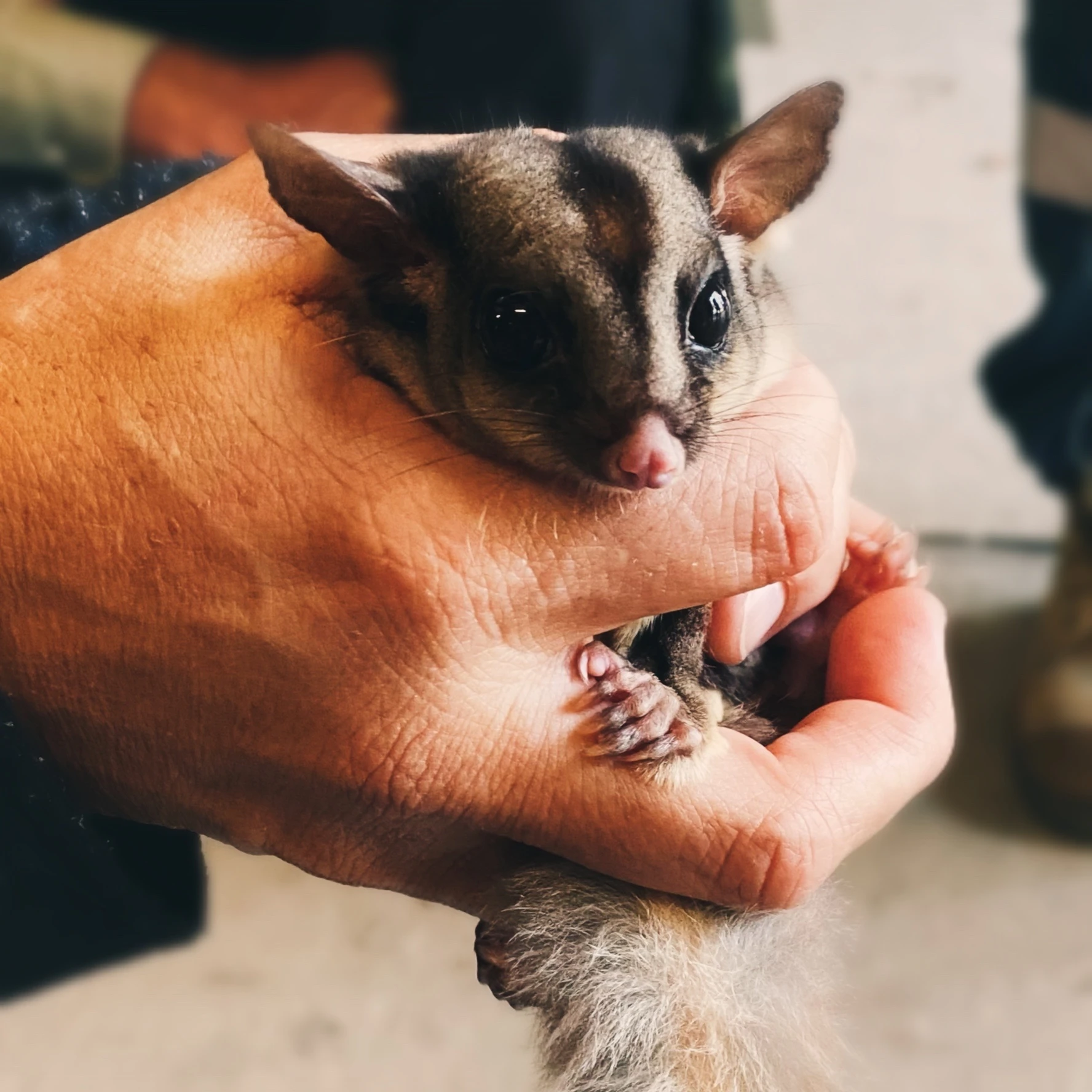 Sugar Glider available