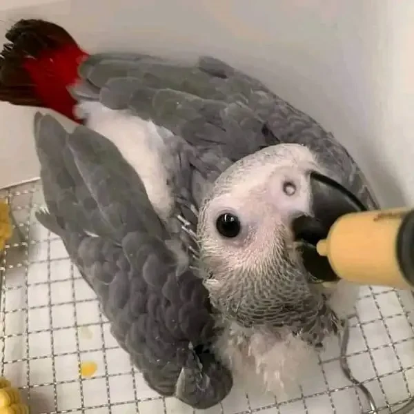 African Grey Parrot available