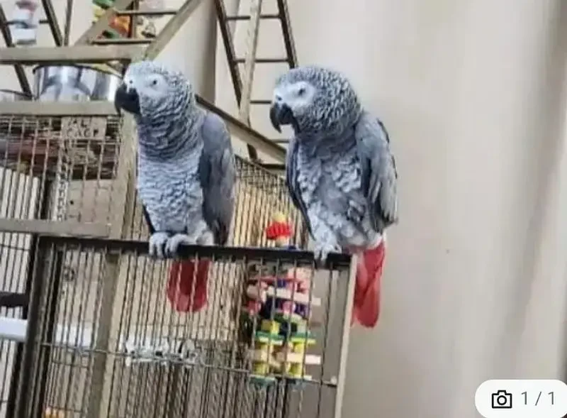 African Grey Parrot available