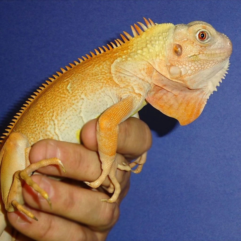 Albino Iguana available