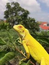 Albino Iguana available