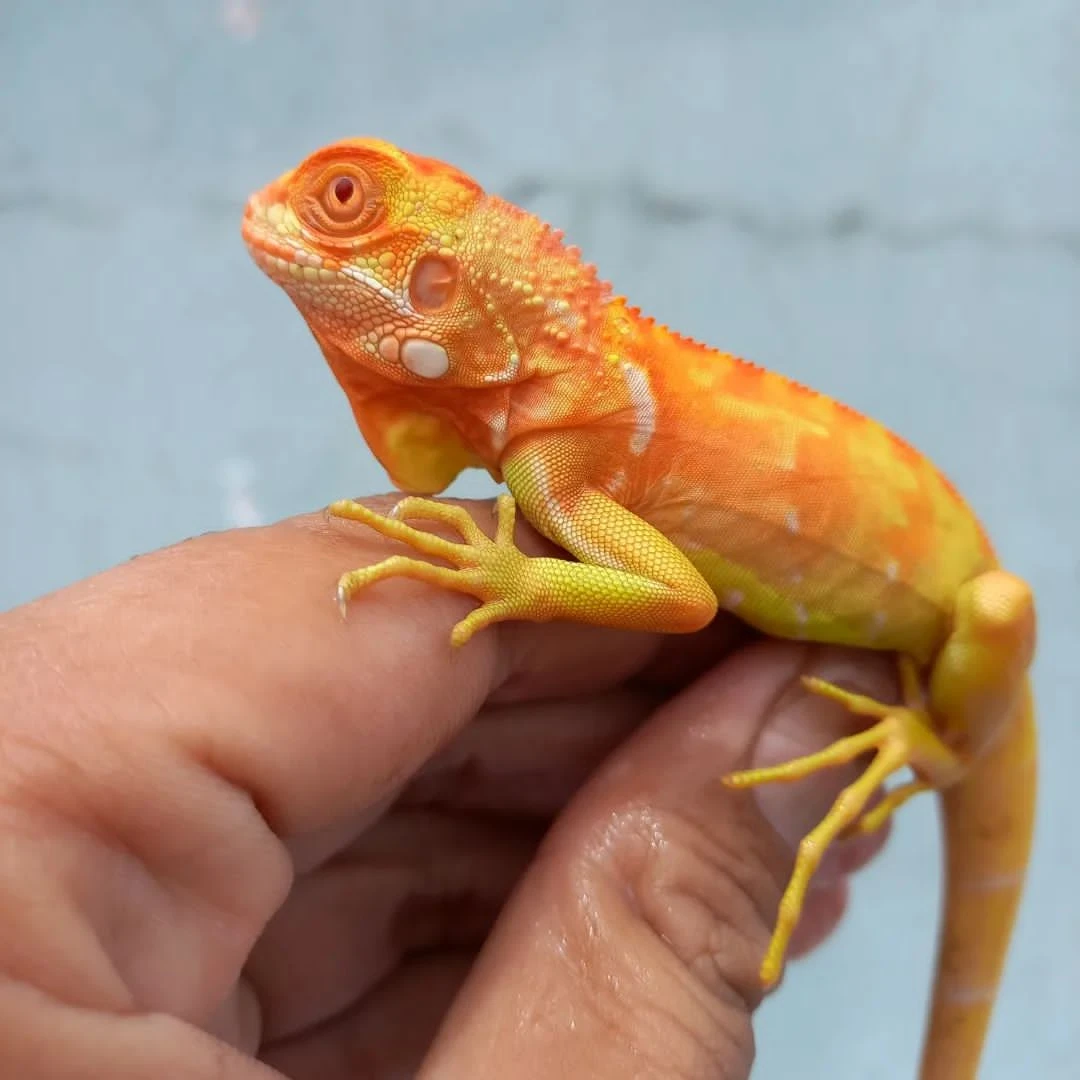 Albino Iguana available