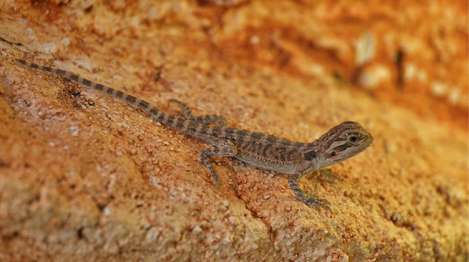 Baby Bearded Dragon available