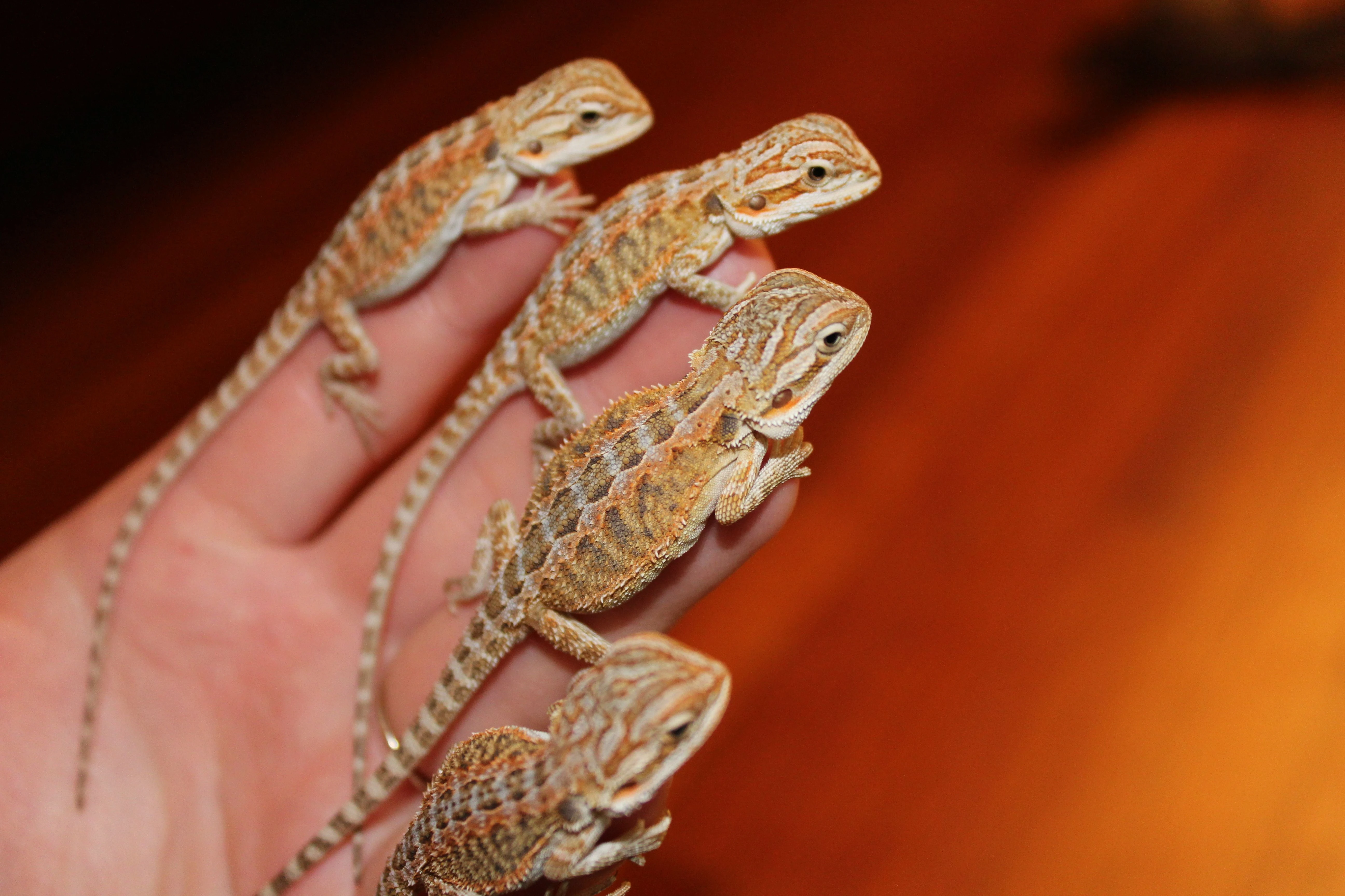 Baby Bearded Dragon