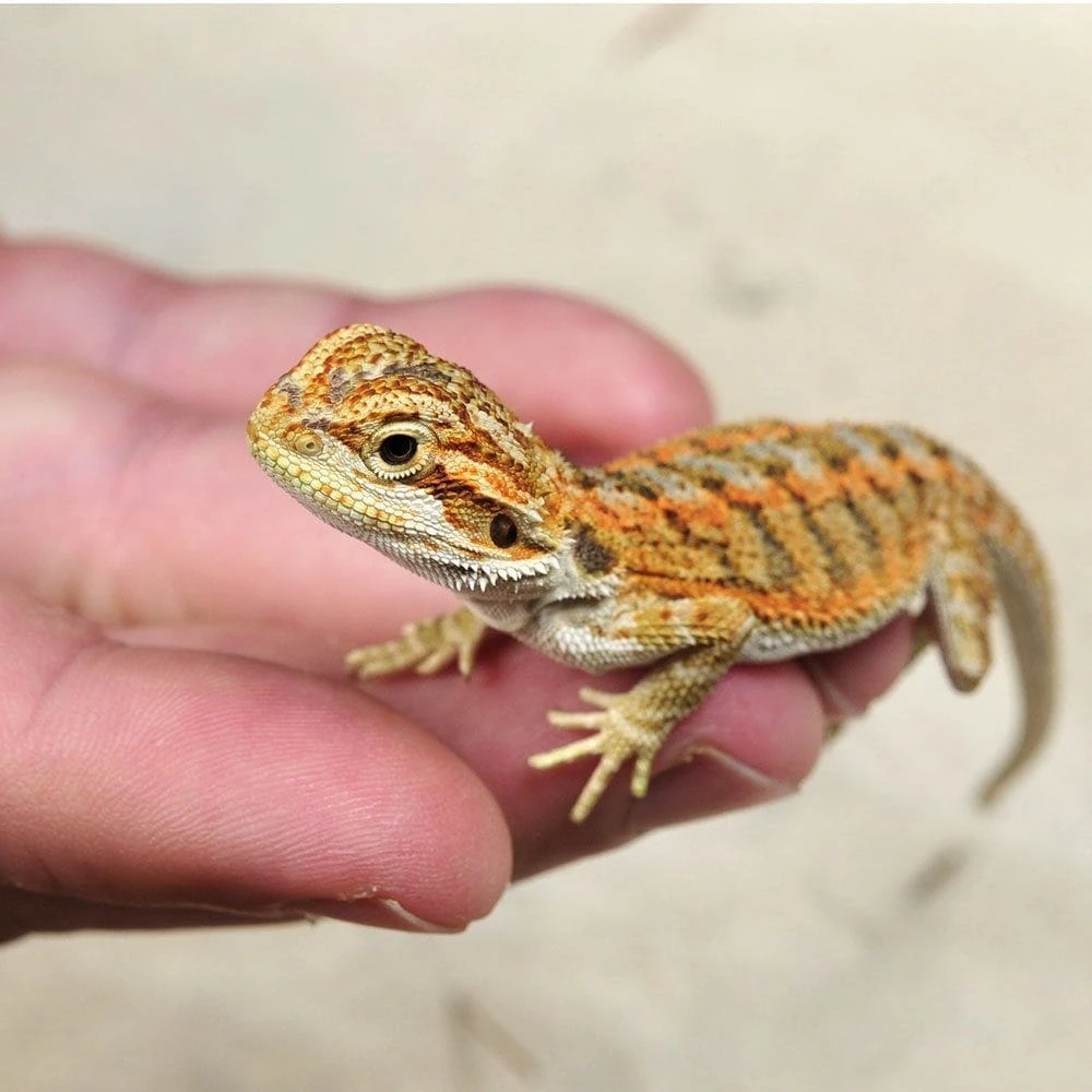 Baby Bearded Dragon available