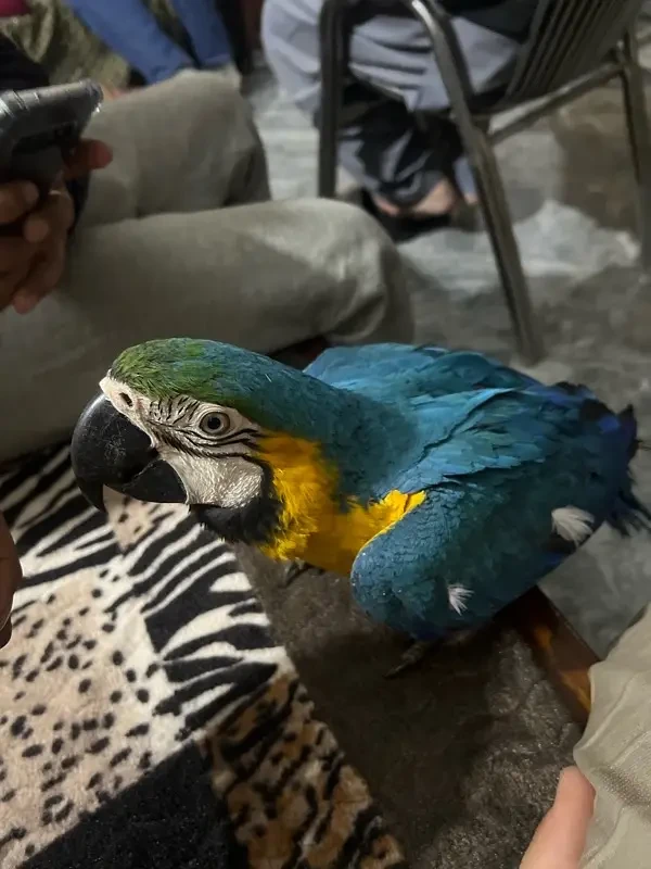 Blue And Gold Macaw available