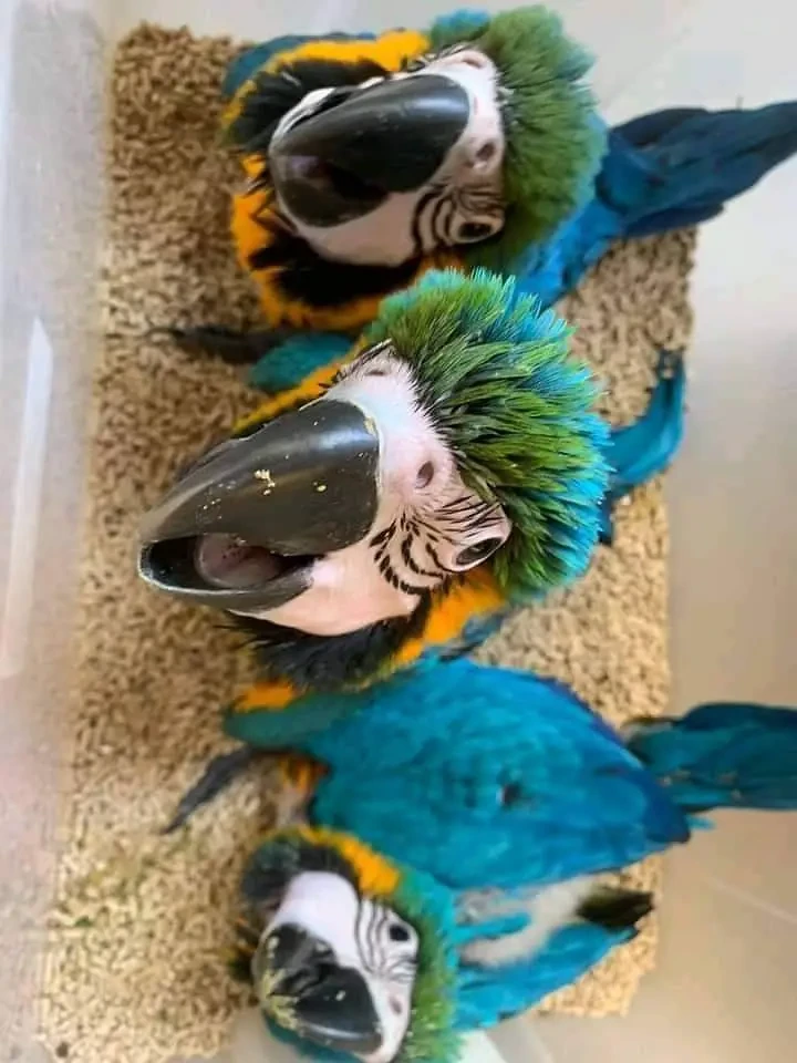 Blue And Gold Macaw