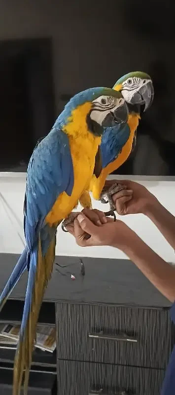 Blue And Gold Macaw