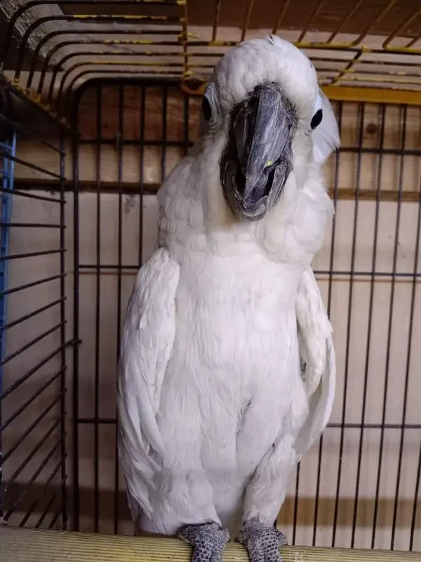 Umbrella Cockatoo available