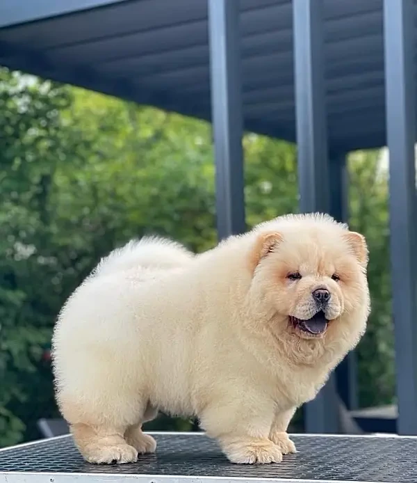 Chow Chow Puppies in pakistan