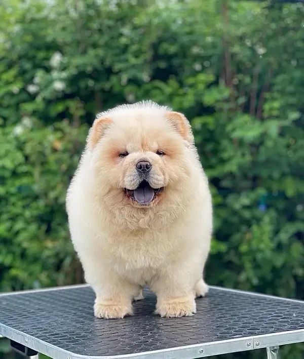 Chow Chow Puppies in pakistan