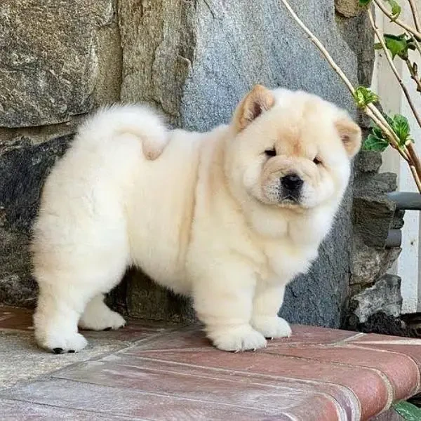 Chow Chow puppies available looking for a new home-Image 2