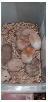 Hamster available