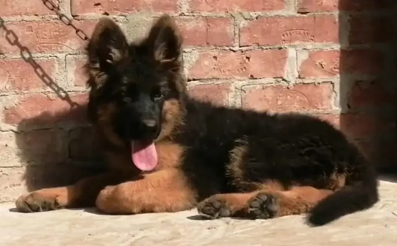 TOP QUALITY GERMAN SHEPHERD MALE PUPPY AVAILABLE FOR SALE